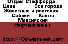 Отдам Стаффорда › Цена ­ 2 000 - Все города Животные и растения » Собаки   . Ханты-Мансийский,Нефтеюганск г.